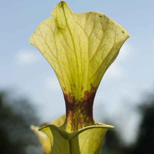 Boutique - Sarracenia x moorei — « brook’s hybrid »