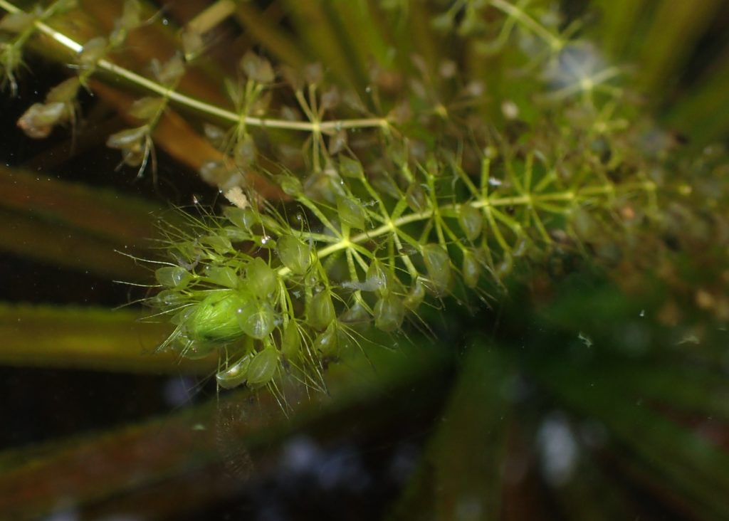 Différentes genres de plantes carnivores - Aldrovanda vesiculosa