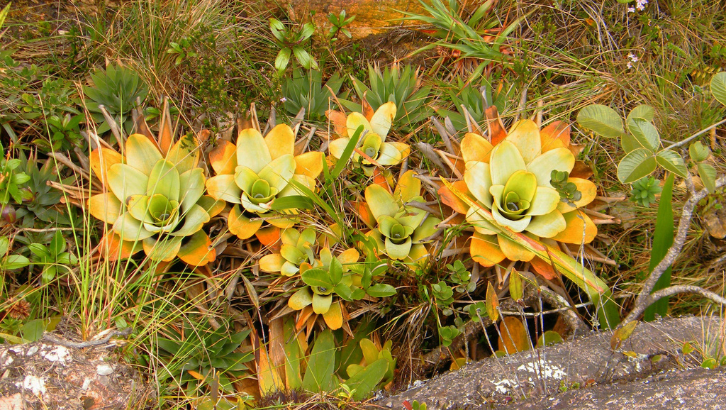 Différentes genres de plantes carnivores - Brocchinia reducta