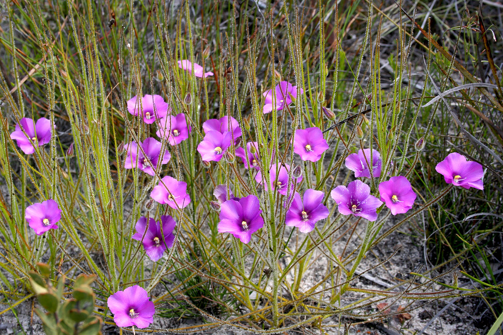 Différentes genres de plantes carnivores - Byblis