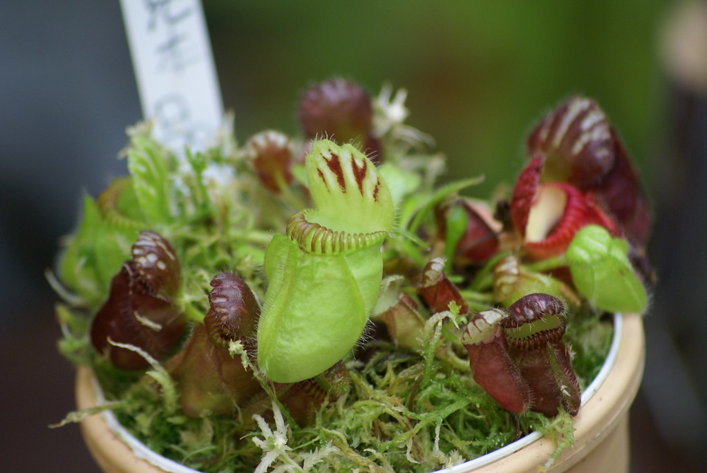 Différentes genres de plantes carnivores - Cephalotus