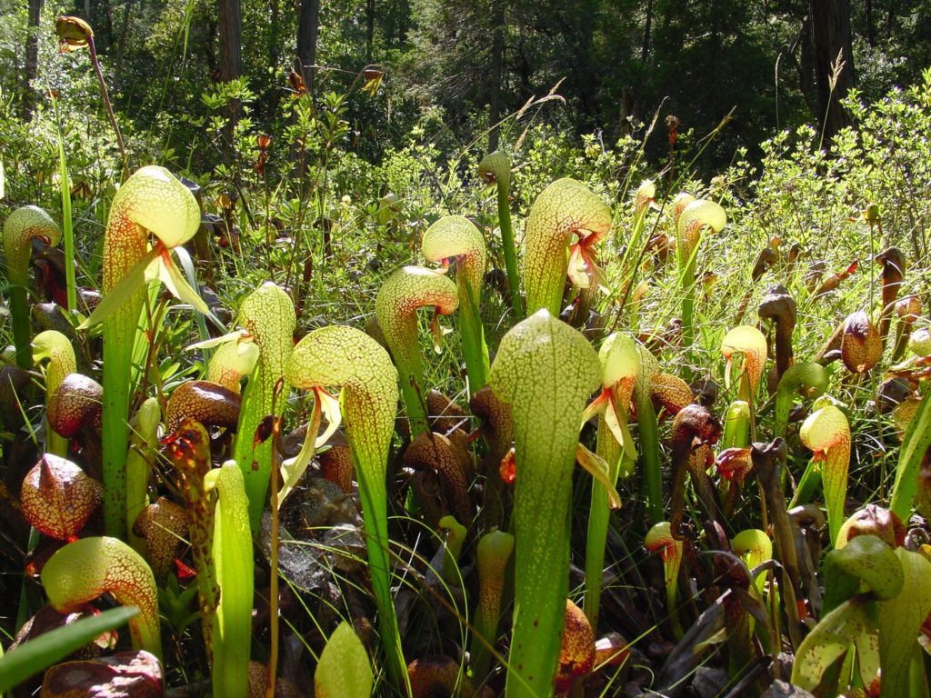 Différentes genres de plantes carnivores - Darlingtonia