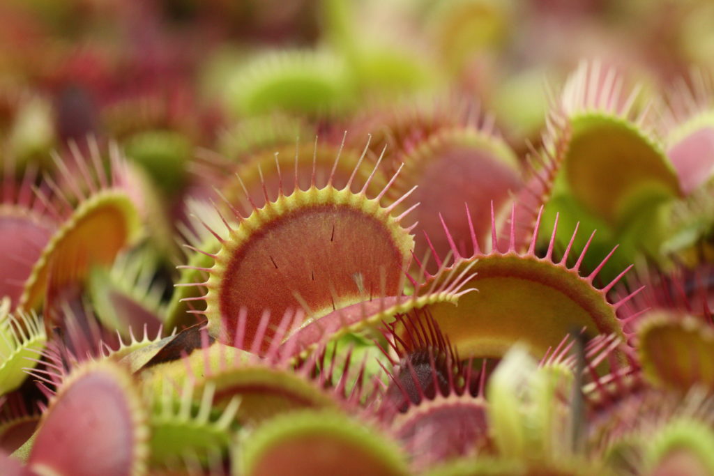 Différentes genres de plantes carnivores - Dionaea