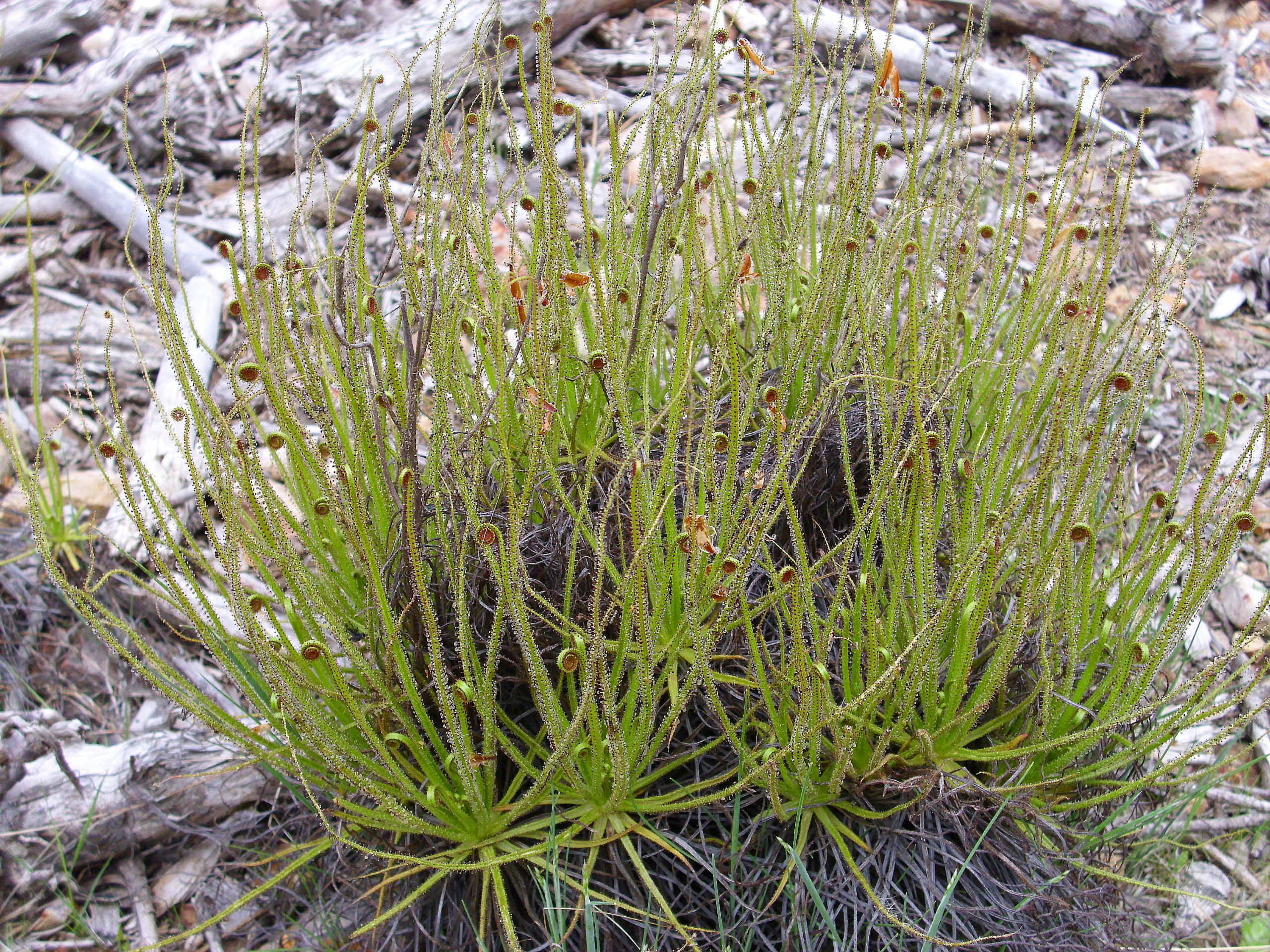 Différentes genres de plantes carnivores - Drosophyllum