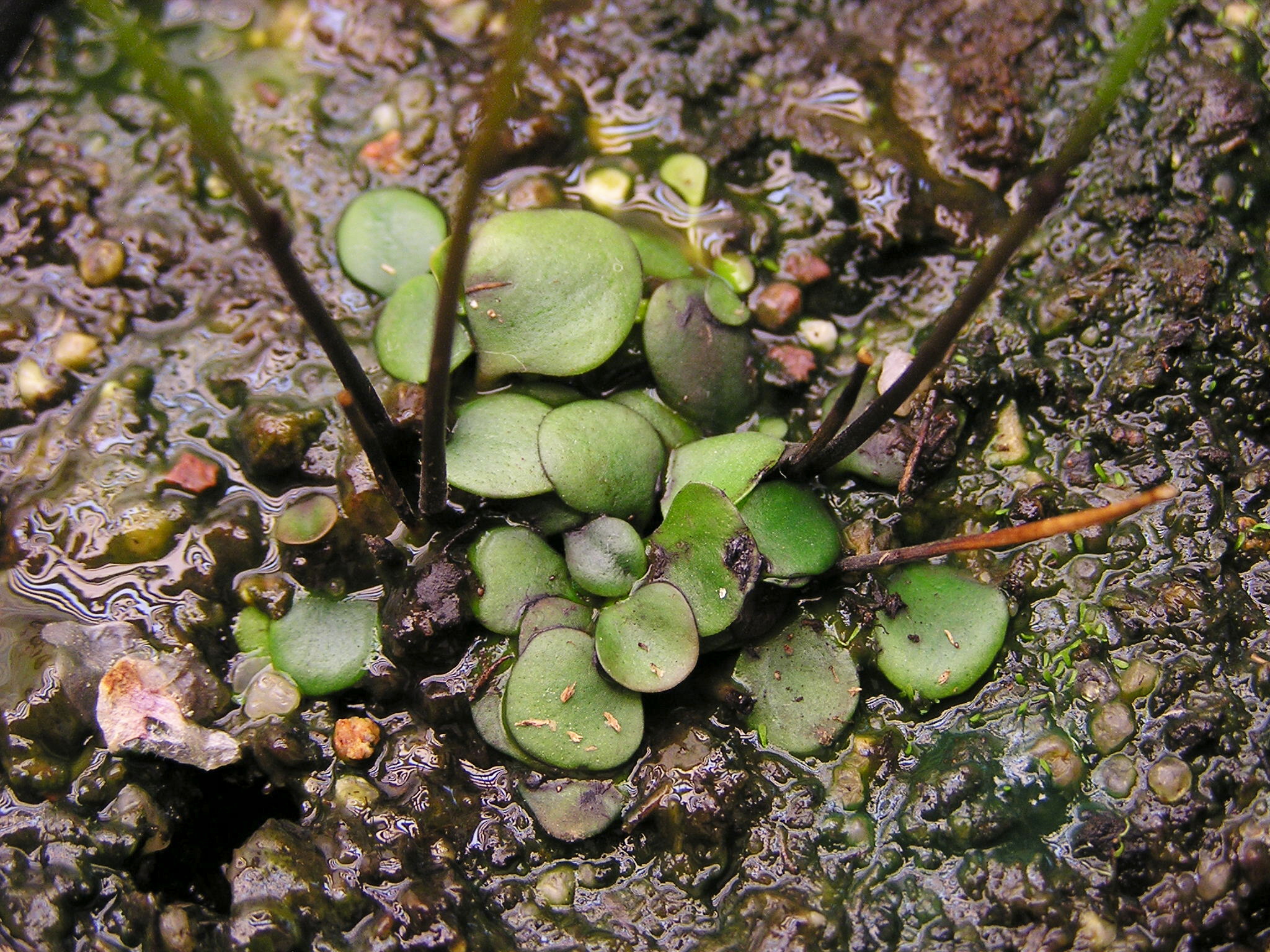 Différentes genres de plantes carnivores - Genlisea