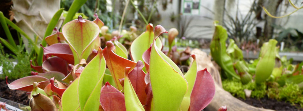 Différentes genres de plantes carnivores - Heliamphora