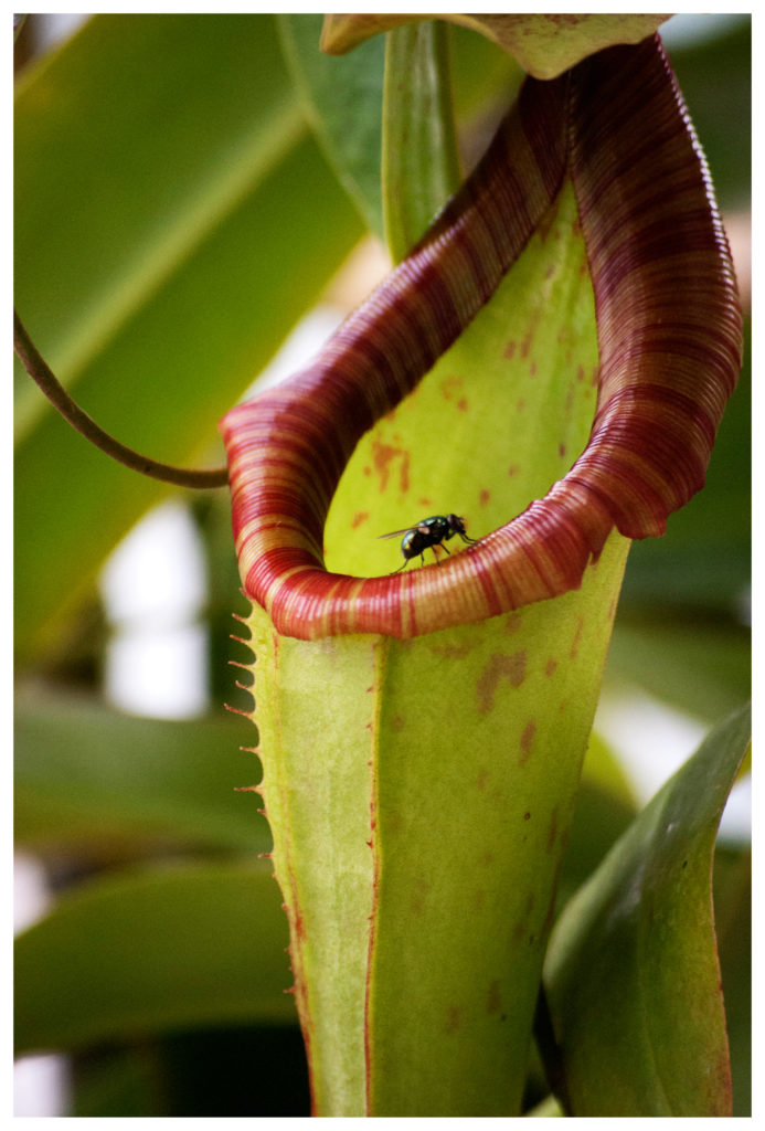 Différentes genres de plantes carnivores - Nepenthes