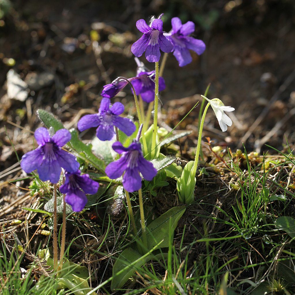 Différentes genres de plantes carnivores - Pinguicula