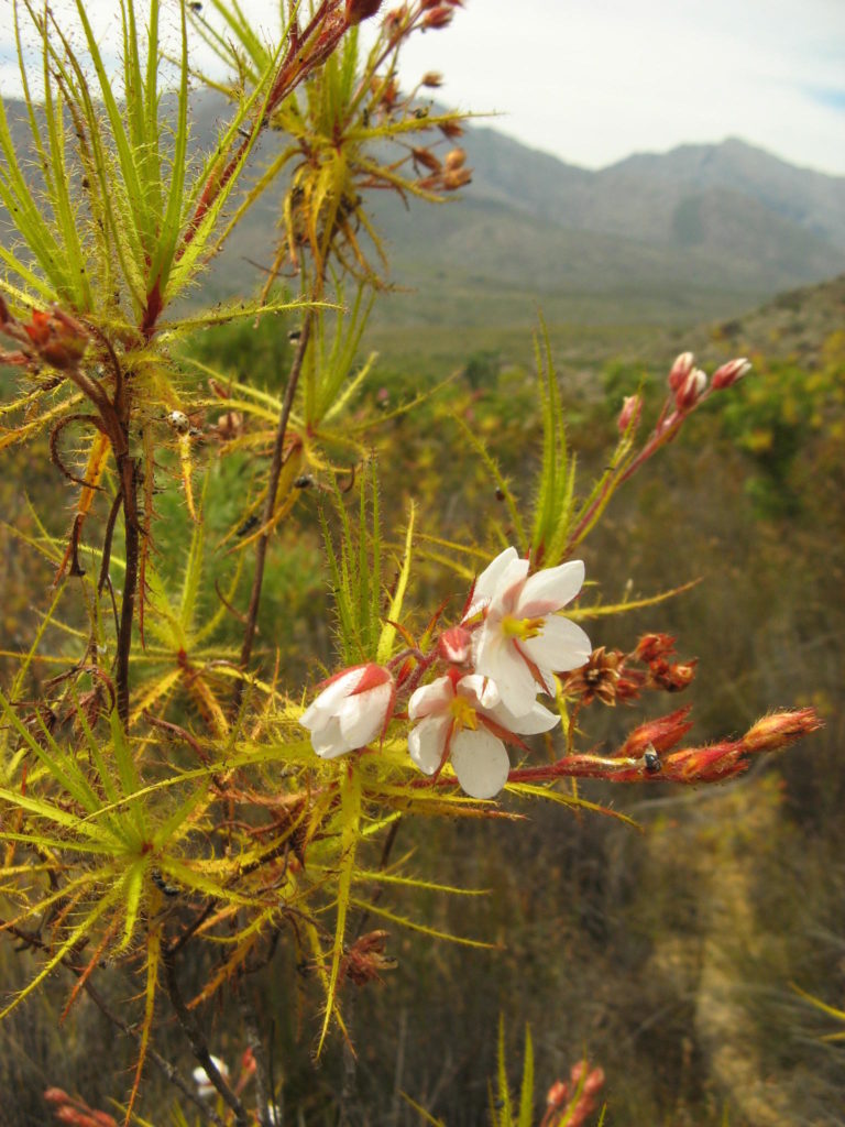 Différentes genres de plantes carnivores - Roridula