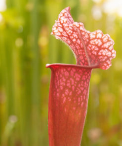 Boutique - Sarracenia Juthatip Soper