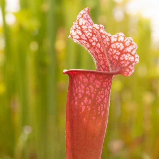 Boutique - Sarracenia Juthatip Soper