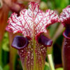 Sarracenia (Sarracenia leucophylla x Sarracenia oreophila) x Sarracenia leucophylla SRBA