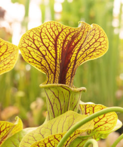 Boutique - Sarracenia flava var. ornata - Super ornata