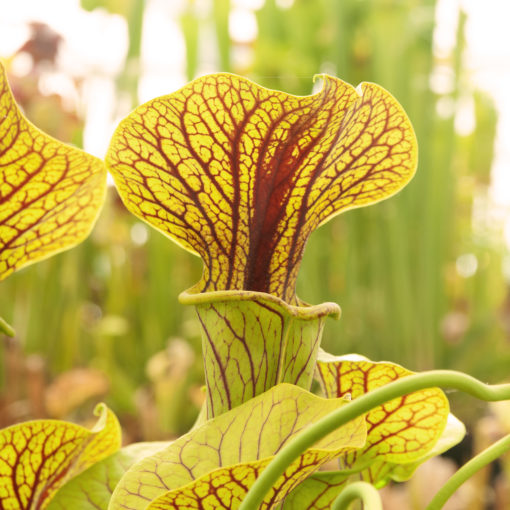 Boutique - Sarracenia flava var. ornata - Super ornata