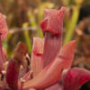 Boutique - Sarracenia purpurea — lipless