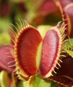 Dionaea