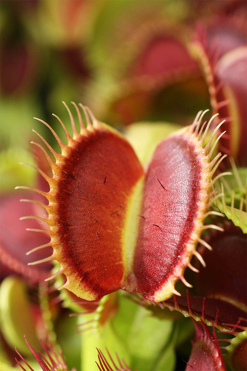 Les différentes espèces de plantes carnivores - Eden Carnivore