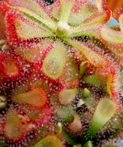 Drosera