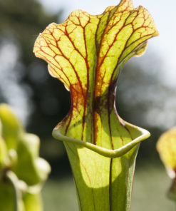 Sarracenia