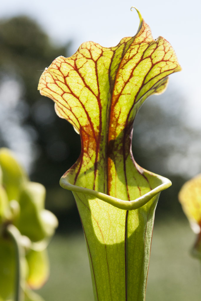 Boutique - Sarracenia