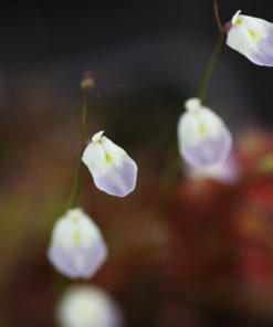 Utricularia