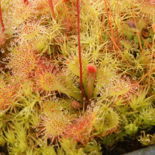 Boutique - Drosera brevifolia