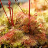 Boutique - Drosera brevifolia