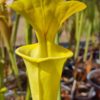 SARRACENIA. flava — Goldie