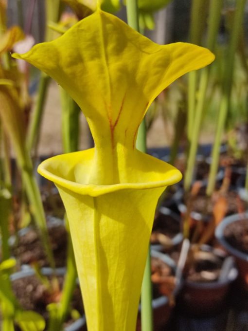 SARRACENIA. flava — Goldie