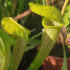 Boutique - Sarracenia Hummers Hammerhead