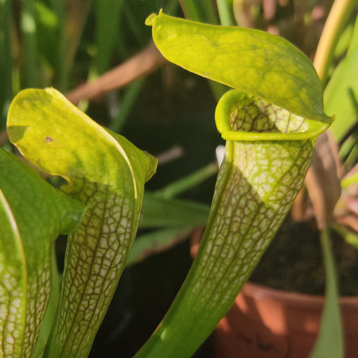 Boutique - Sarracenia Hummers Hammerhead