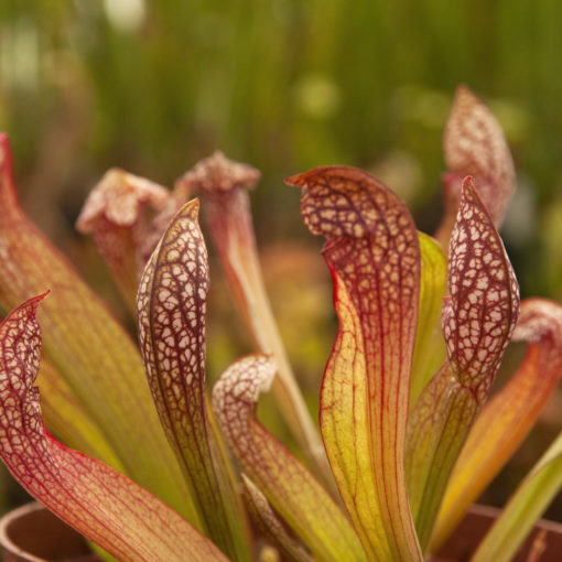 Sarracenia Scarlett bel