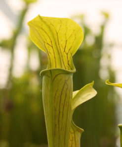 Boutique - Sarracenia alata - {Citronelle Co, Alabama, USA}