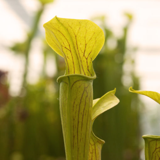 Boutique - Sarracenia alata - {Citronelle Co, Alabama, USA}