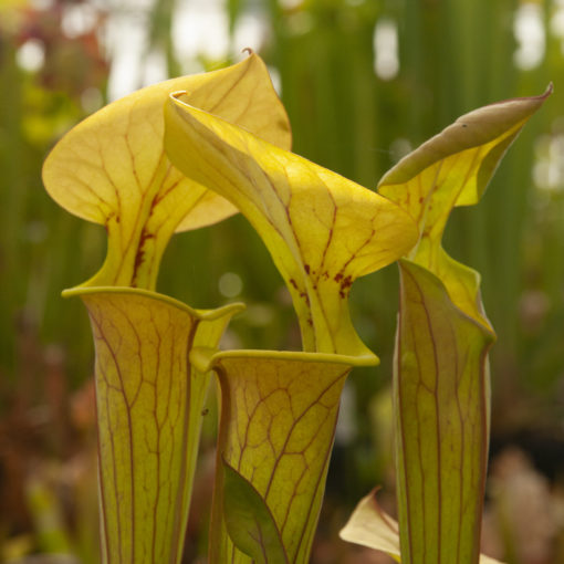 Boutique - Sarracenia flava var. cuprea — CT2 very large - SFC03