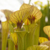 Sarracenia flava var. cuprea — Very heavy veined, large pitchers with strong veins