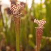 Boutique - Sarracenia leucophylla Tarnok