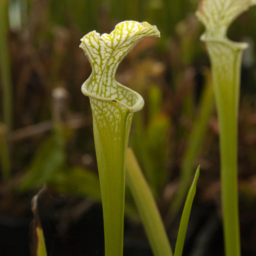 Sarracenia leucophylla — form viridescent