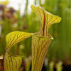 Sarracenia oreophila giant form