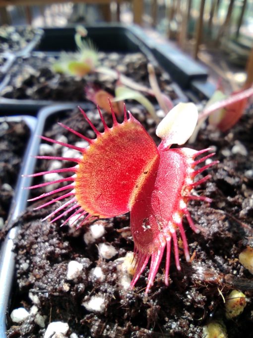 Dionaea muscipula 'Z11'