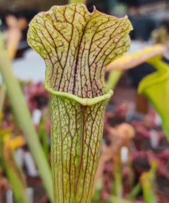 Sarracenia 'Pretty n Pink'