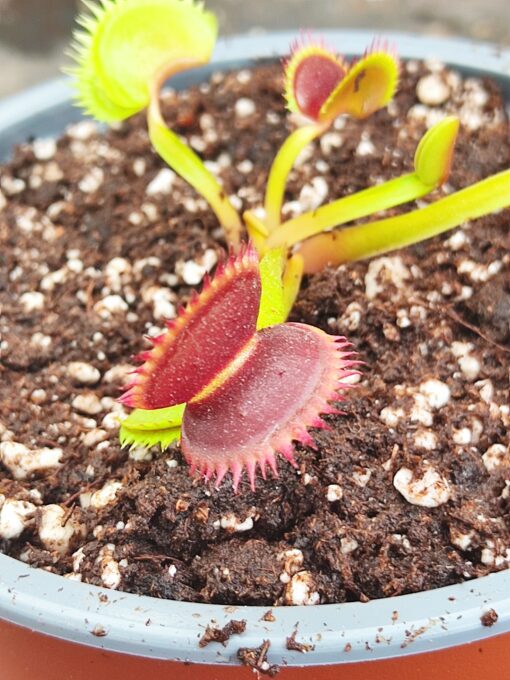 DIONAEA muscipula 'Dentata'