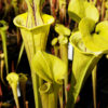 Sarracenia flava