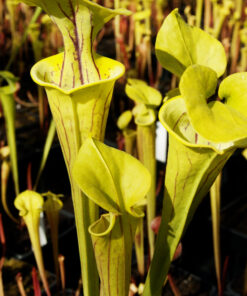 Sarracenia flava