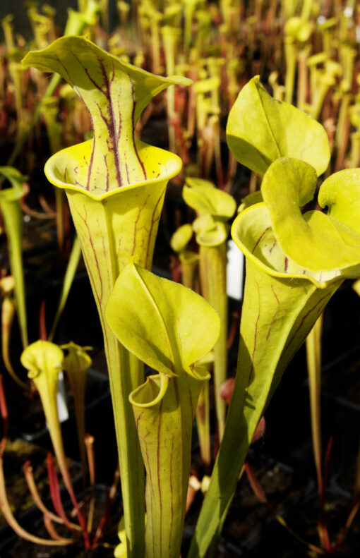 Sarracenia flava